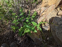 Lepechinia cardiophylla