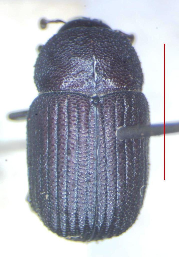Phloeoborus scaber