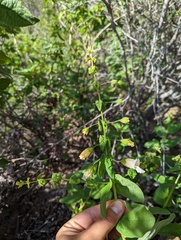 Lepechinia cardiophylla