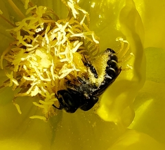 Lithurgopsis gibbosa