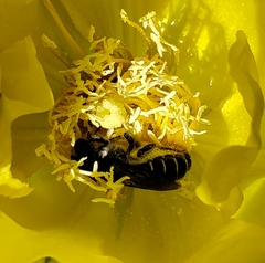 Lithurgopsis gibbosa