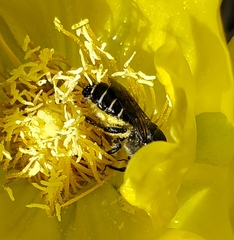 Lithurgopsis gibbosa