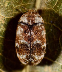 Trogoderma sternale aspericolle
