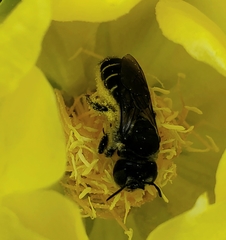 Lithurgopsis gibbosa