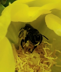 Lithurgopsis gibbosa