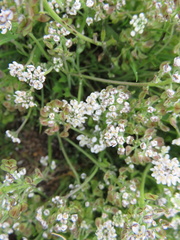 Teesdalia