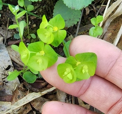 Euphorbia ouachitana