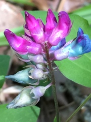 Lathyrus venetus