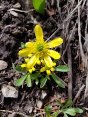 Ranunculus jovis