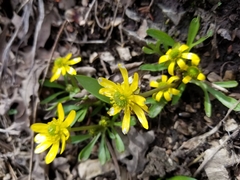 Ranunculus jovis