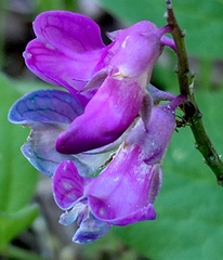 Lathyrus venetus
