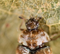 Trogoderma sternale aspericolle