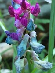 Lathyrus venetus
