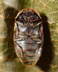 Trogoderma sternale aspericolle
