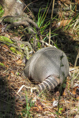 Dasypus novemcinctus image