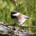 Northern Chestnut-backed Chickadee - Photo (c) mrydfrn, some rights reserved (CC BY-NC), uploaded by mrydfrn