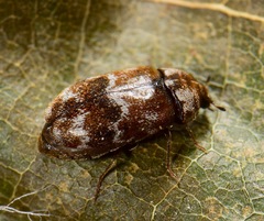 Trogoderma sternale aspericolle