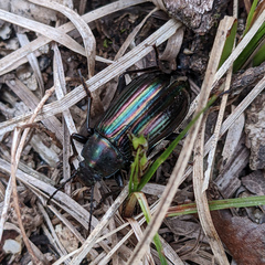 Tarpela micans