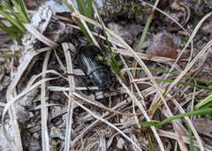 Tarpela micans