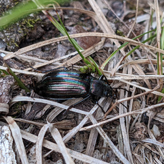 Tarpela micans