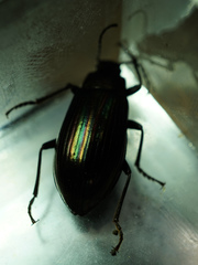 Tarpela micans