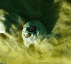 Hypleurochilus springeri