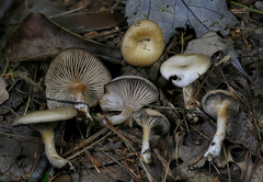 Clitocybe subditopoda