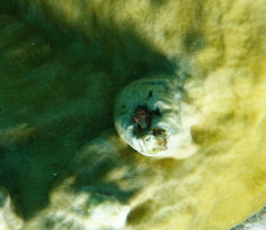 Hypleurochilus springeri