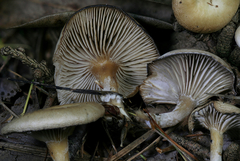 Clitocybe subditopoda