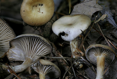 Clitocybe subditopoda