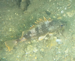 Helicolenus percoides