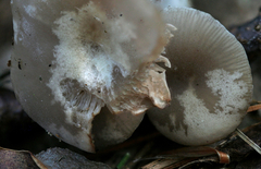 Clitocybe subditopoda