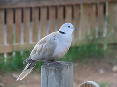 Streptopelia decaocto