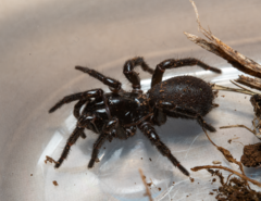 Hadronyche modesta
