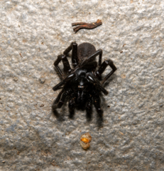 Hadronyche modesta