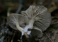 Clitocybe subditopoda