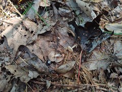 Clitocybe subditopoda