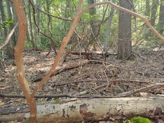 Clitocybe subditopoda