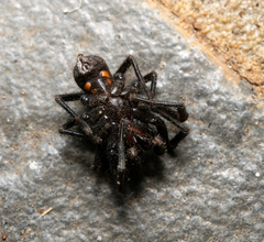 Hadronyche modesta