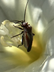 Lopidea marginata