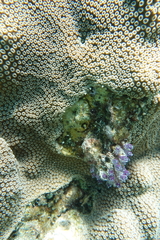 Clavelina puertosecensis