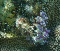 Clavelina puertosecensis