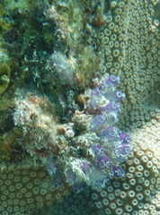 Clavelina puertosecensis