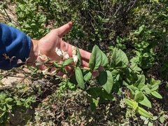 Lepechinia cardiophylla