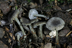 Hydropus praedecurrens