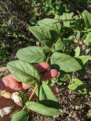 Lepechinia cardiophylla
