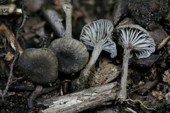 Hydropus praedecurrens