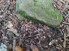 Hydropus praedecurrens