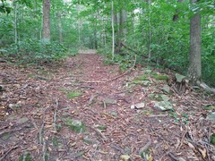 Hydropus praedecurrens