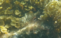 Sparisoma chrysopterum